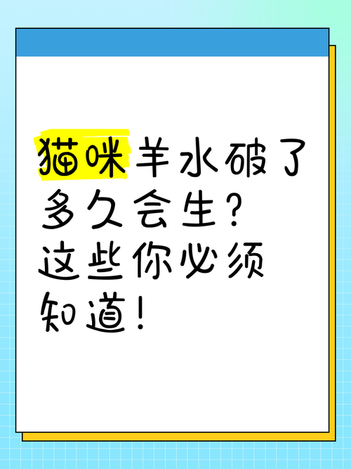 猫羊水破了但是状态特别正常