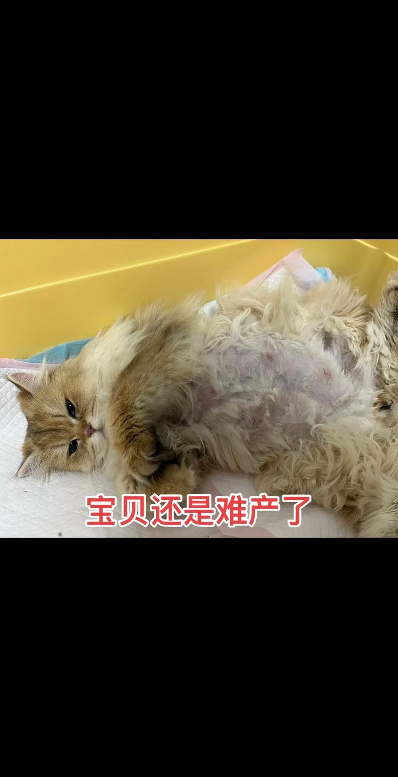 母猫破羊水正常多久生