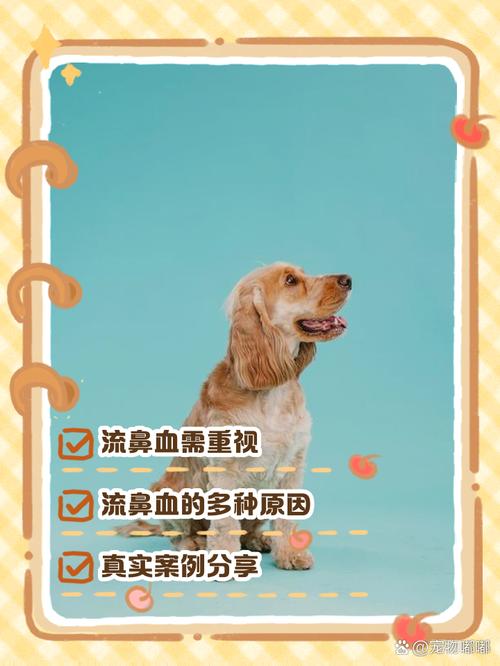 狗狗突然流鼻血的原因有哪些?