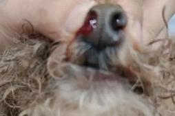 狗狗为什么鼻子流血水