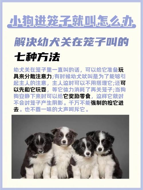 幼犬关在笼子里一直叫怎么办,分散其注意力或直接不搭理