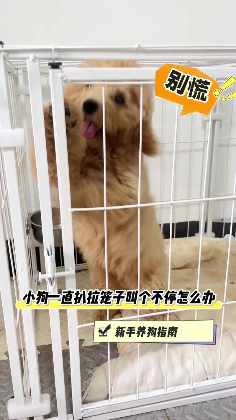 狗进笼子一直叫怎么办