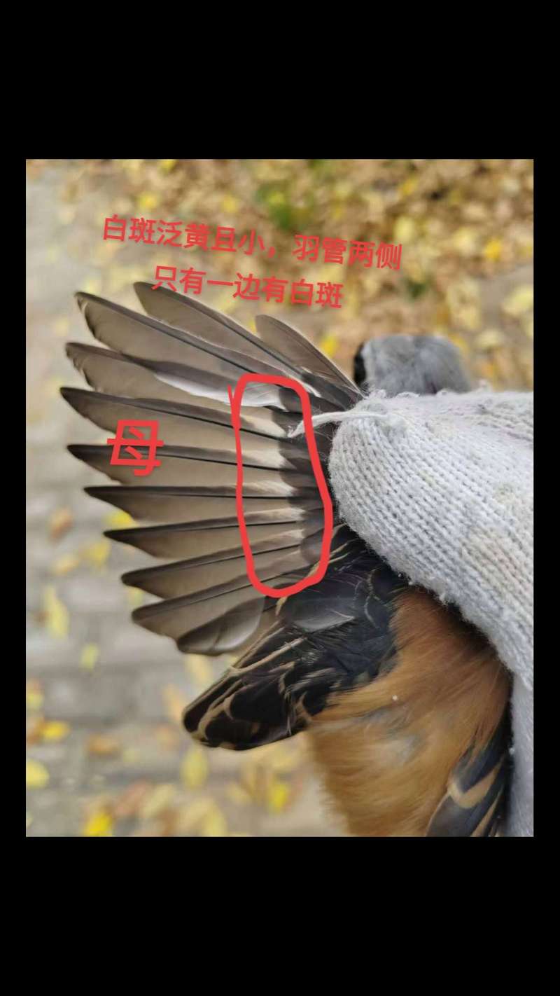 灰背伯劳怎么养啊!!
