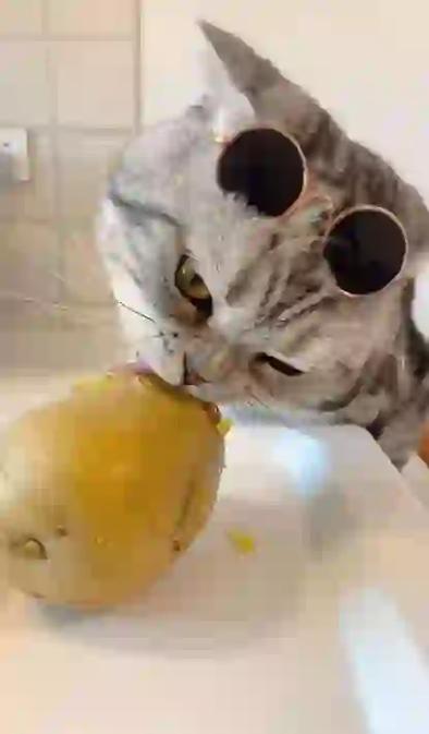 猫能不能吃土豆