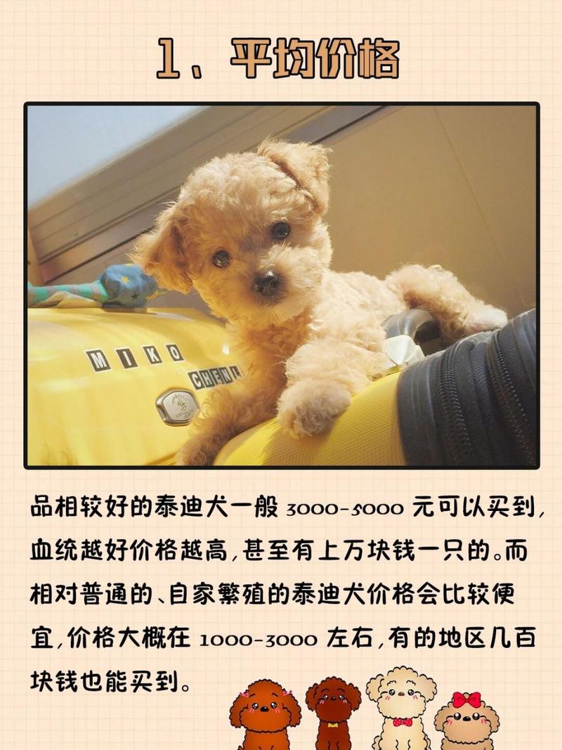 泰迪狗多少钱一只