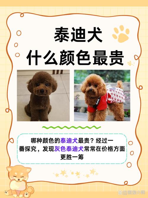 泰迪多少钱一只算正常费用
