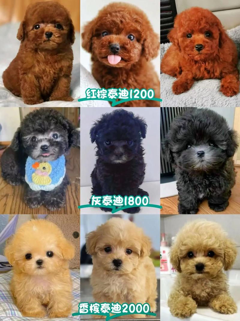 克隆一只狗狗大概需要多少钱