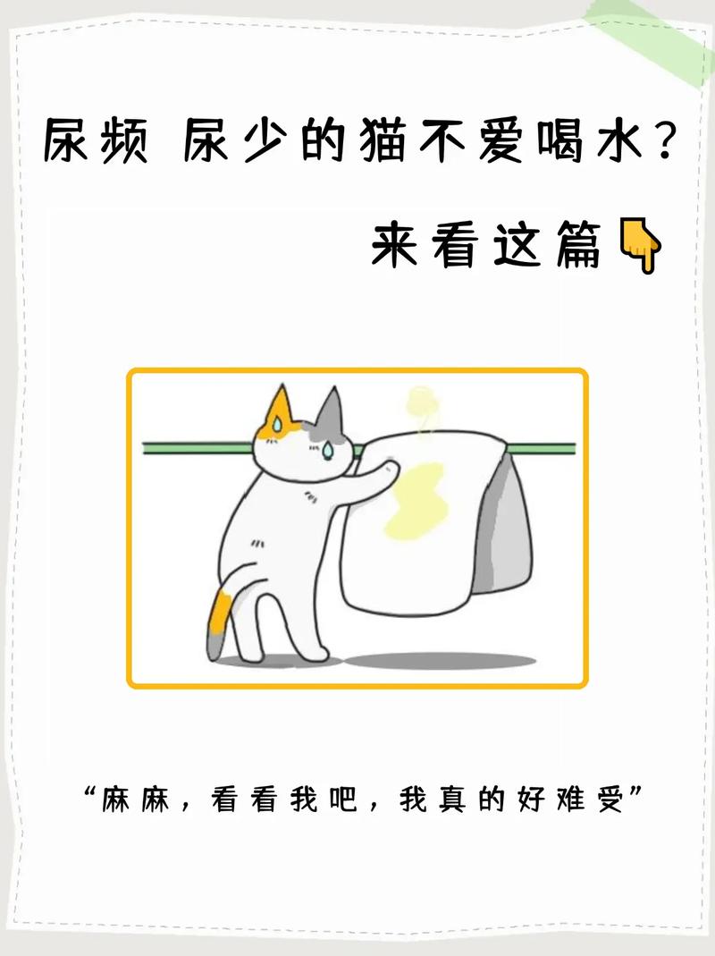 猫不喝水怎么办