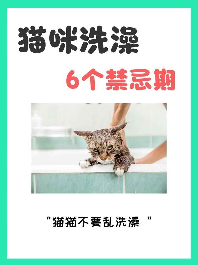 如何给猫咪洗澡，如何给猫咪洗澡让猫咪乖乖的？
