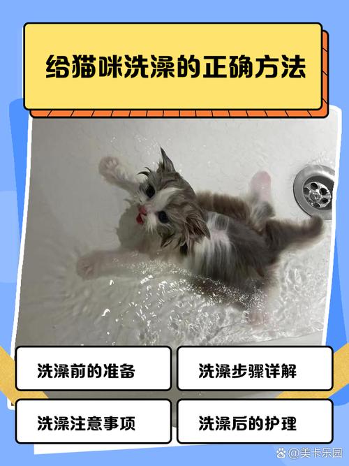 给猫咪洗澡的正确方法