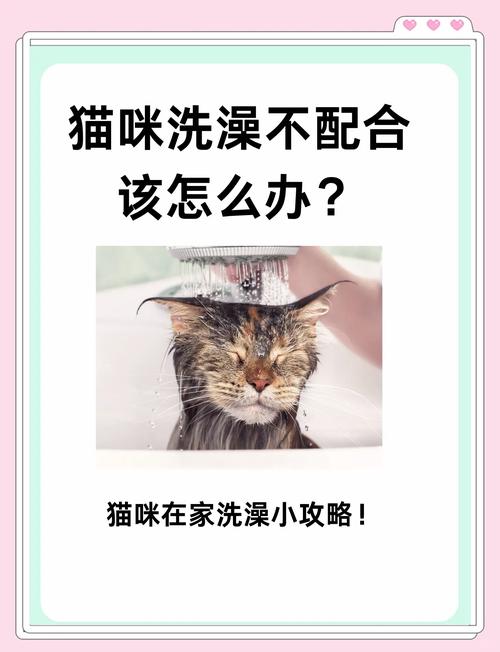 猫咪特别怕水该如何给它洗澡?