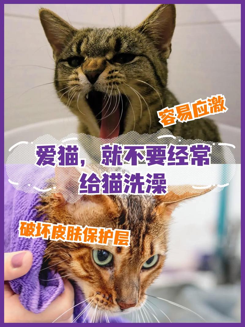 如何给猫咪洗澡