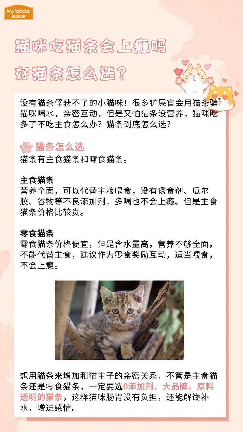 如何在家给猫咪洗澡