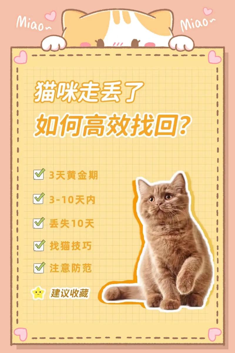 猫咪走失了要如何找回?