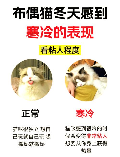 猫咪怕冷吗?