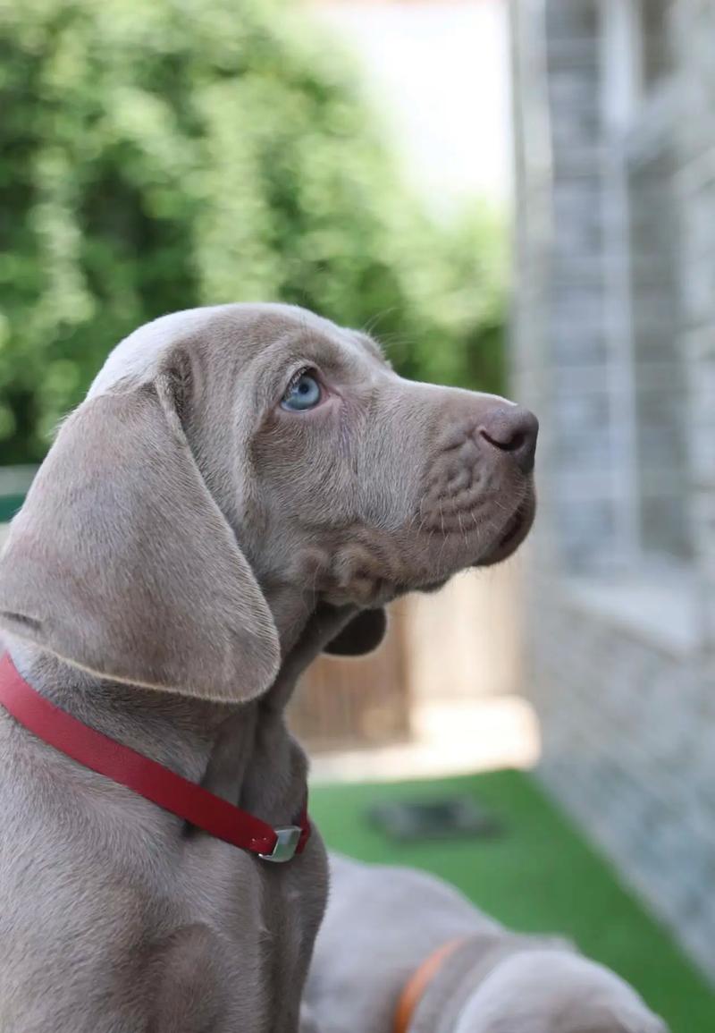 短毛大型犬有哪些