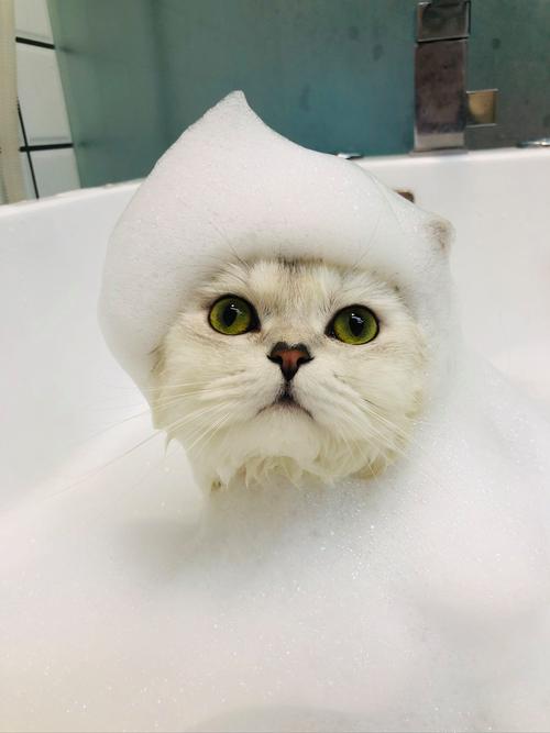 用什么给猫咪洗澡？用什么给猫咪洗澡去真菌比较好
？