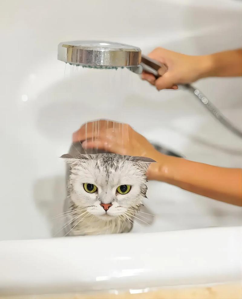 小猫洗澡需要用什么