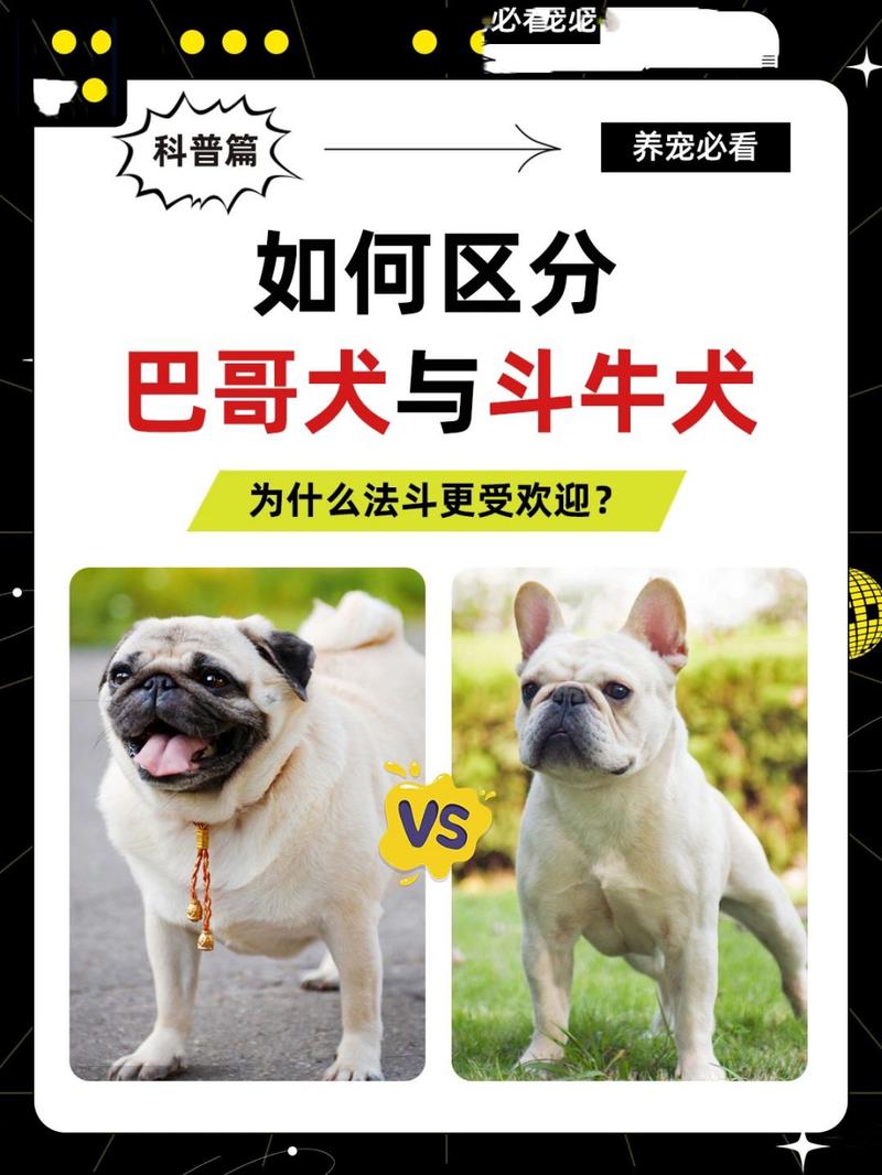 八哥犬和法斗的区别是什么?