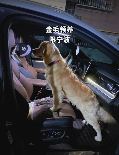 领养的狗狗能养熟吗