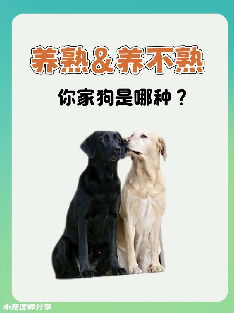 领养一只4岁半的吉娃娃狗能养熟吗?