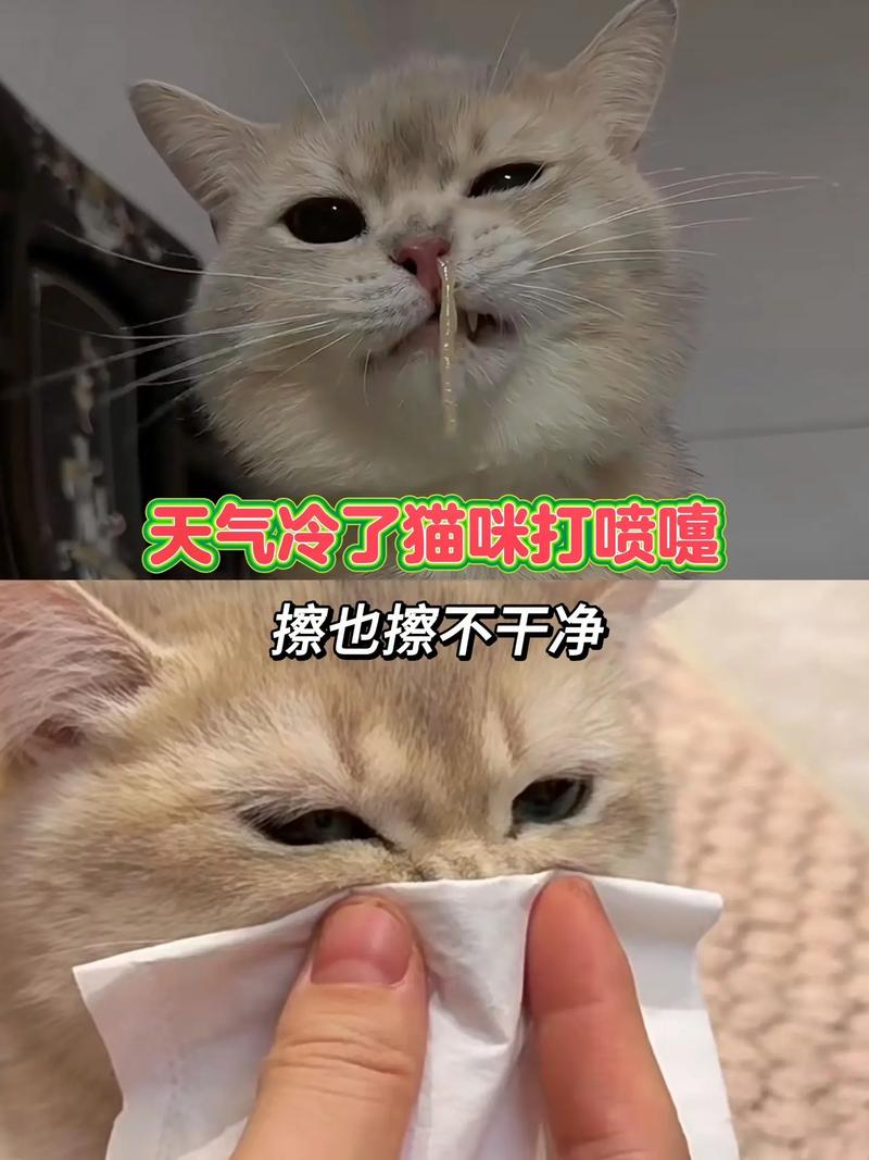 猫咪打喷嚏会自愈吗