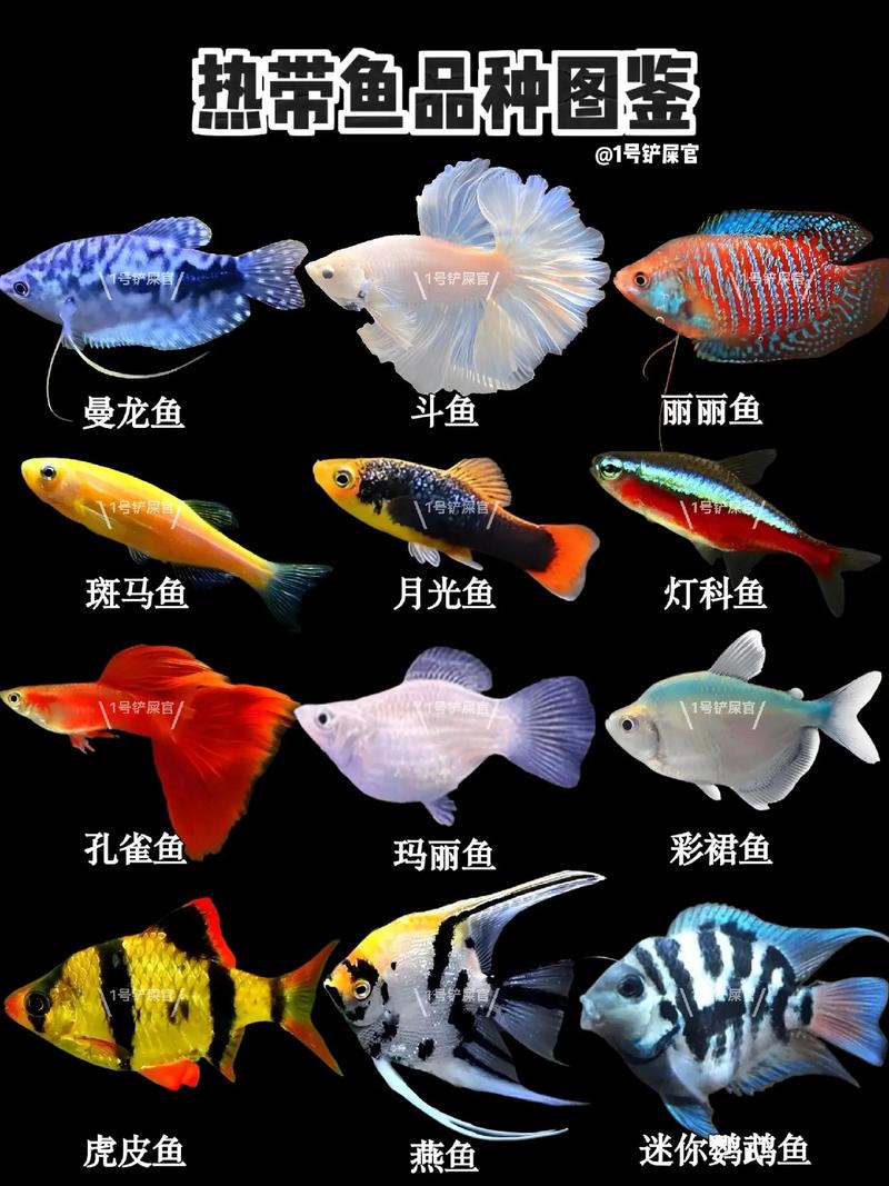 中型热带鱼有哪些