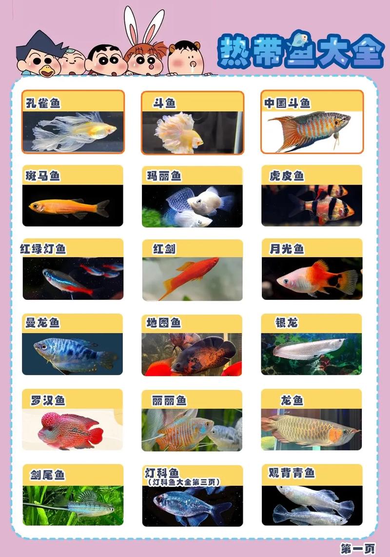 热带观赏鱼分几个品种