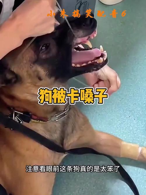 宠物狗被鱼刺卡了怎么办呢?