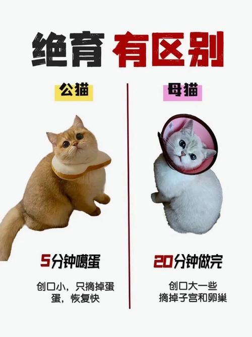 猫咪什么时候做绝育好?