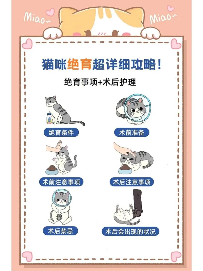 猫咪什么时候做绝育好?猫错过最佳时间还要绝育吗