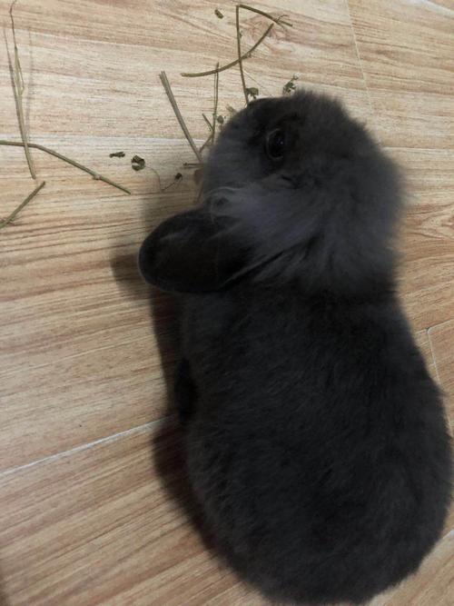 灰色的长毛兔子是什么品种