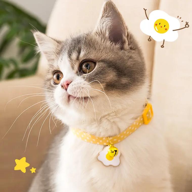猫咪到底应不应该带项圈或铃铛?