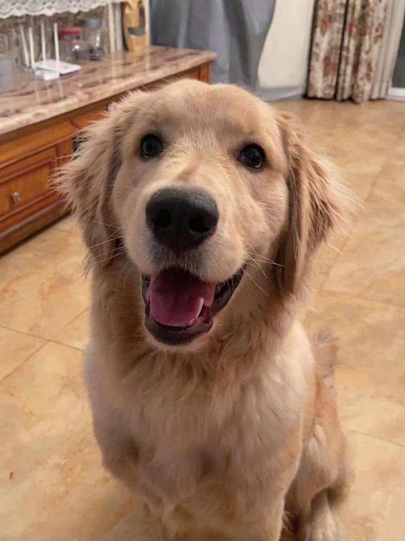 黄金猎犬是金毛吗?黄金拾猎犬饲养方法是什么