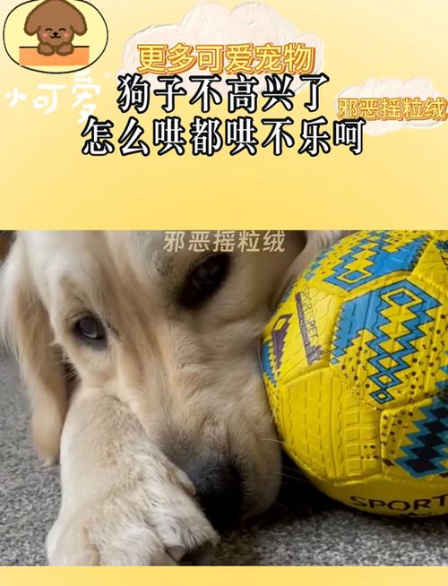 狗狗不开心怎么哄好