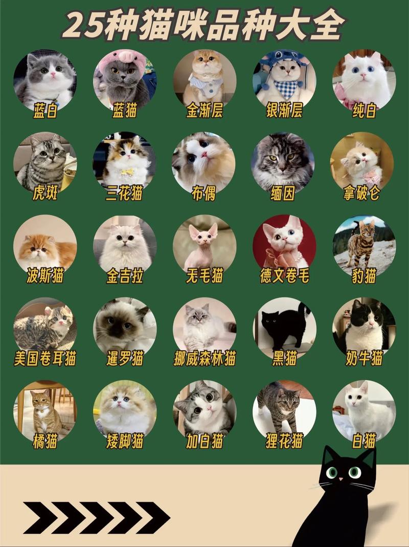 宠物猫的品种及费用

