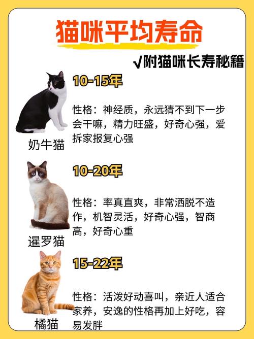 好的中国狸花猫多少钱一只