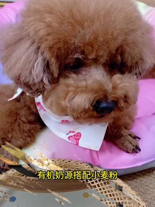 两个月大的小狗应该怎么喂养