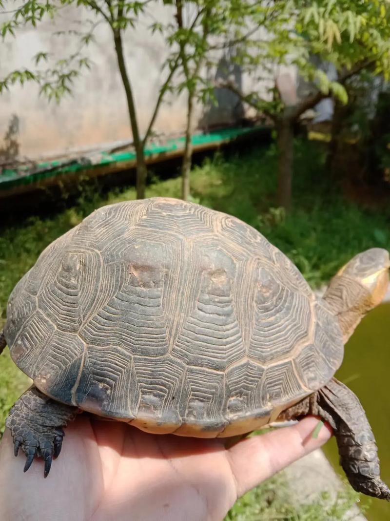黄缘闭壳龟寿命多长,多少年性成熟