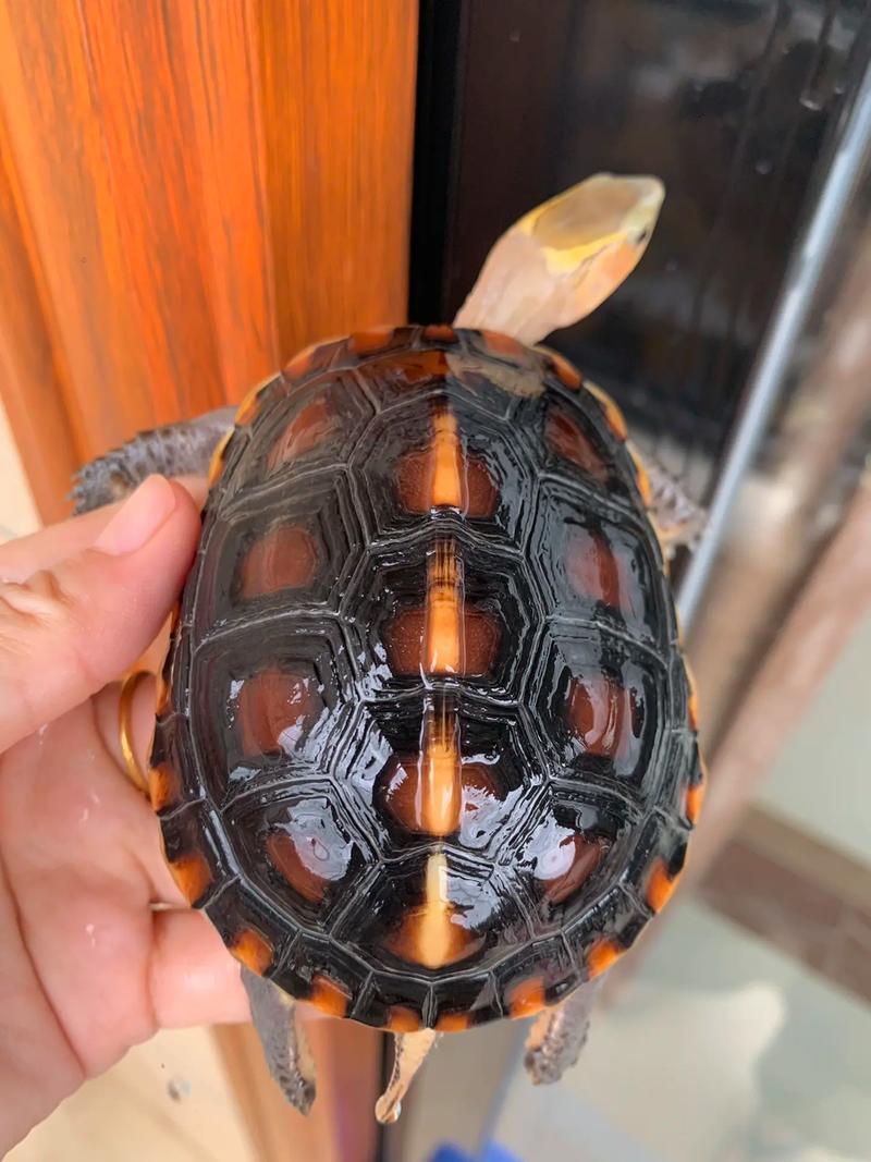 黄缘盒龟和黄缘闭壳龟是一种龟吗?