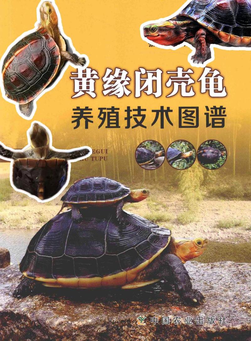 黄缘龟什么时候可以闭壳,能长多大