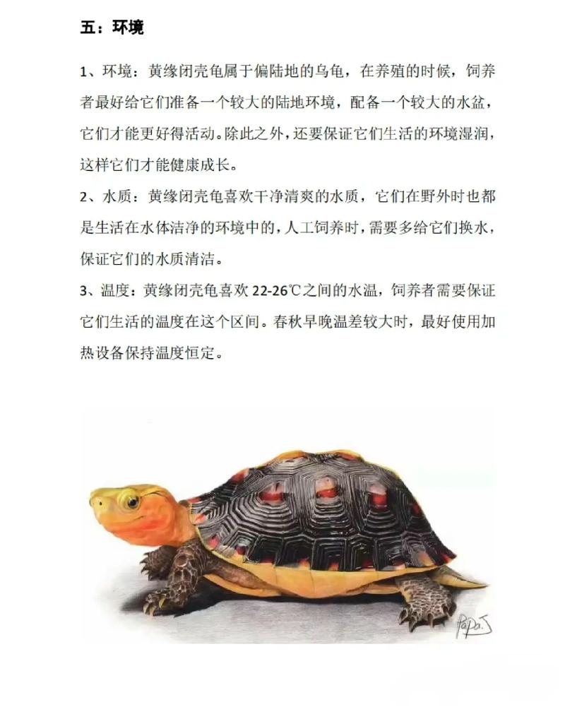 黄缘龟能长多大