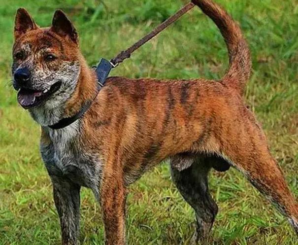 猎犬中国猎犬种类中国前十
猎犬是哪十种