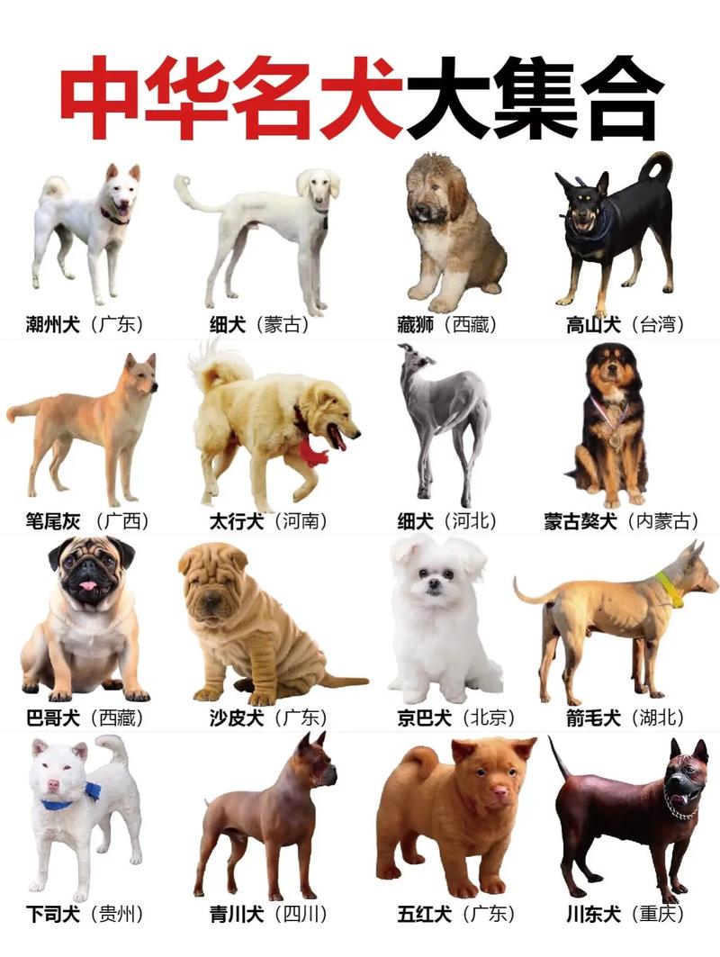 世界前十
名狗各叫什么名字?