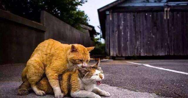 进入发情期的猫咪会有哪些表现?