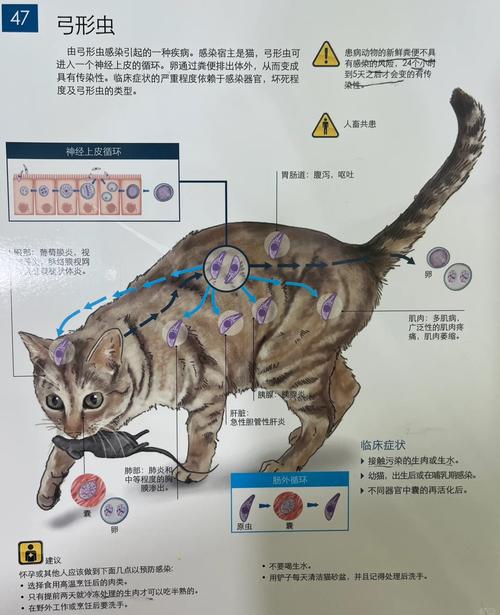 猫咪感染弓形虫的表现