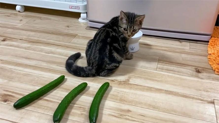 猫咪为什么会怕黄瓜，为什么猫这么怕黄瓜？