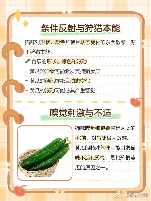 小猫为什么会那么害怕黄瓜原因