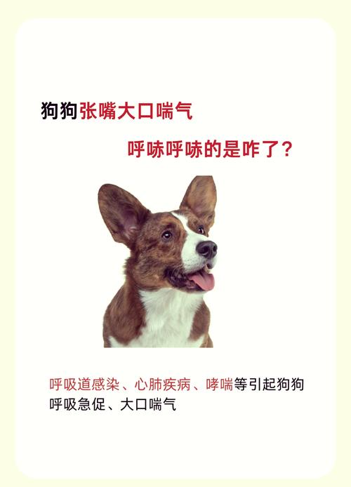 狗狗呼吸道感染咳嗽吃什么药