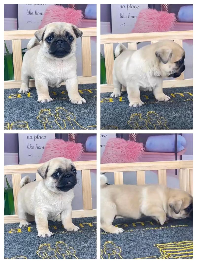 2024年巴哥犬幼崽的最新费用
多少钱